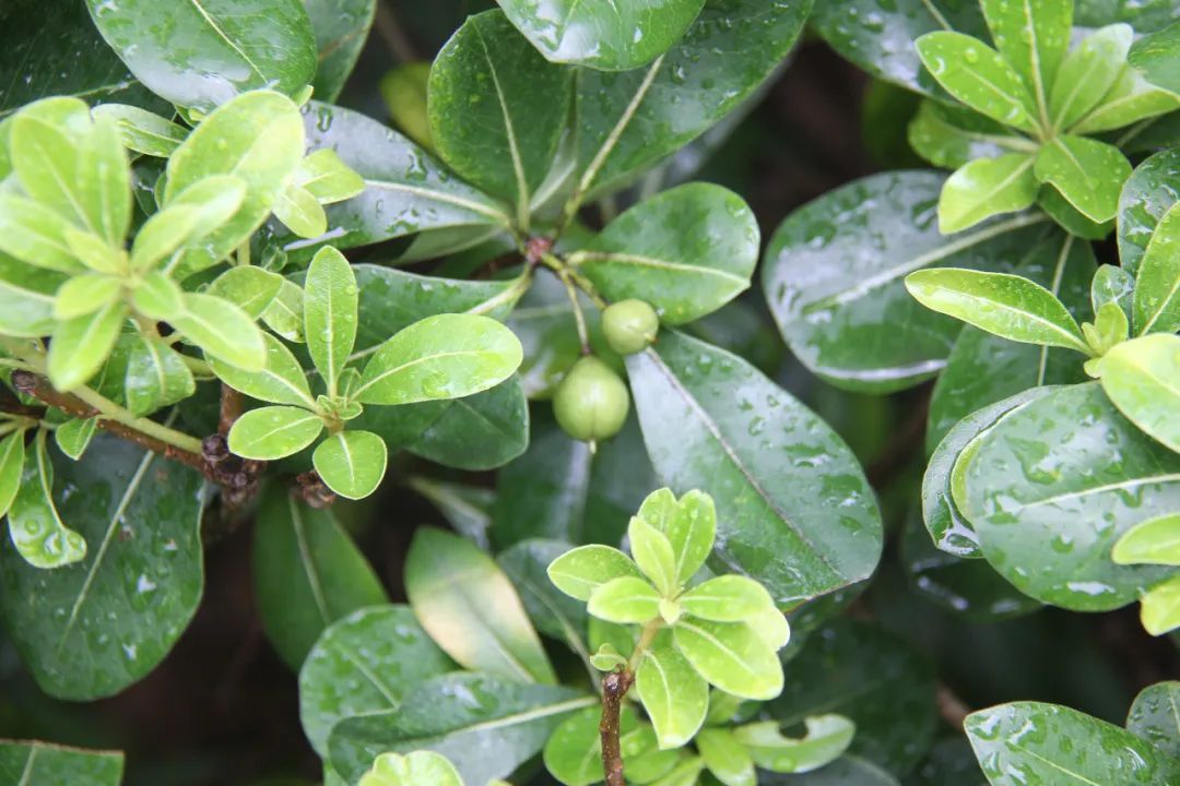 空山新雨后，灵动在山间