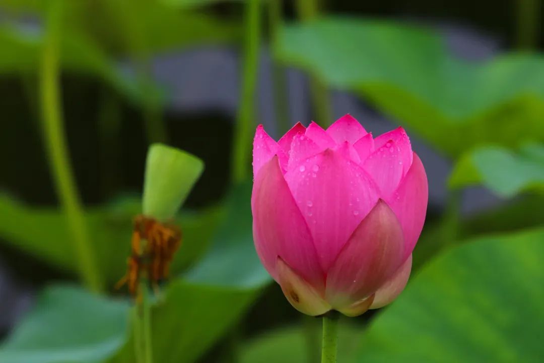 空山新雨后，灵动在山间