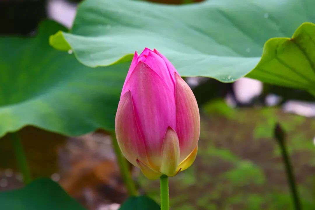 空山新雨后，灵动在山间