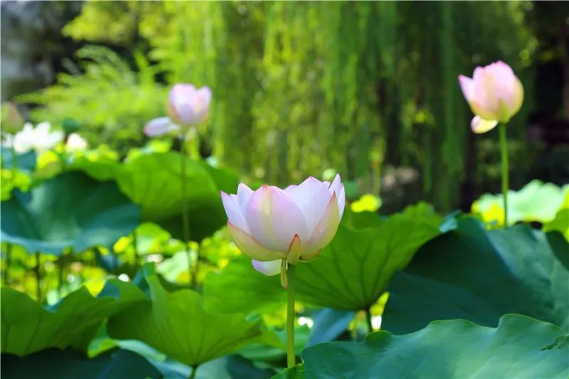 吴越风情江南梦，西施采莲舞香溪