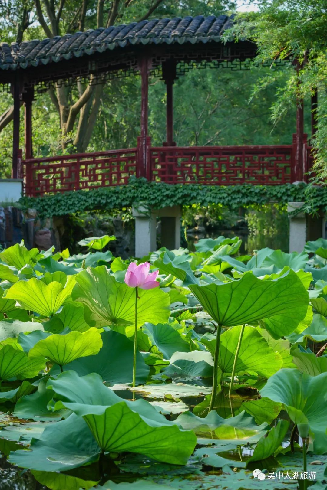 为“荷”而来，只为清凉盛夏