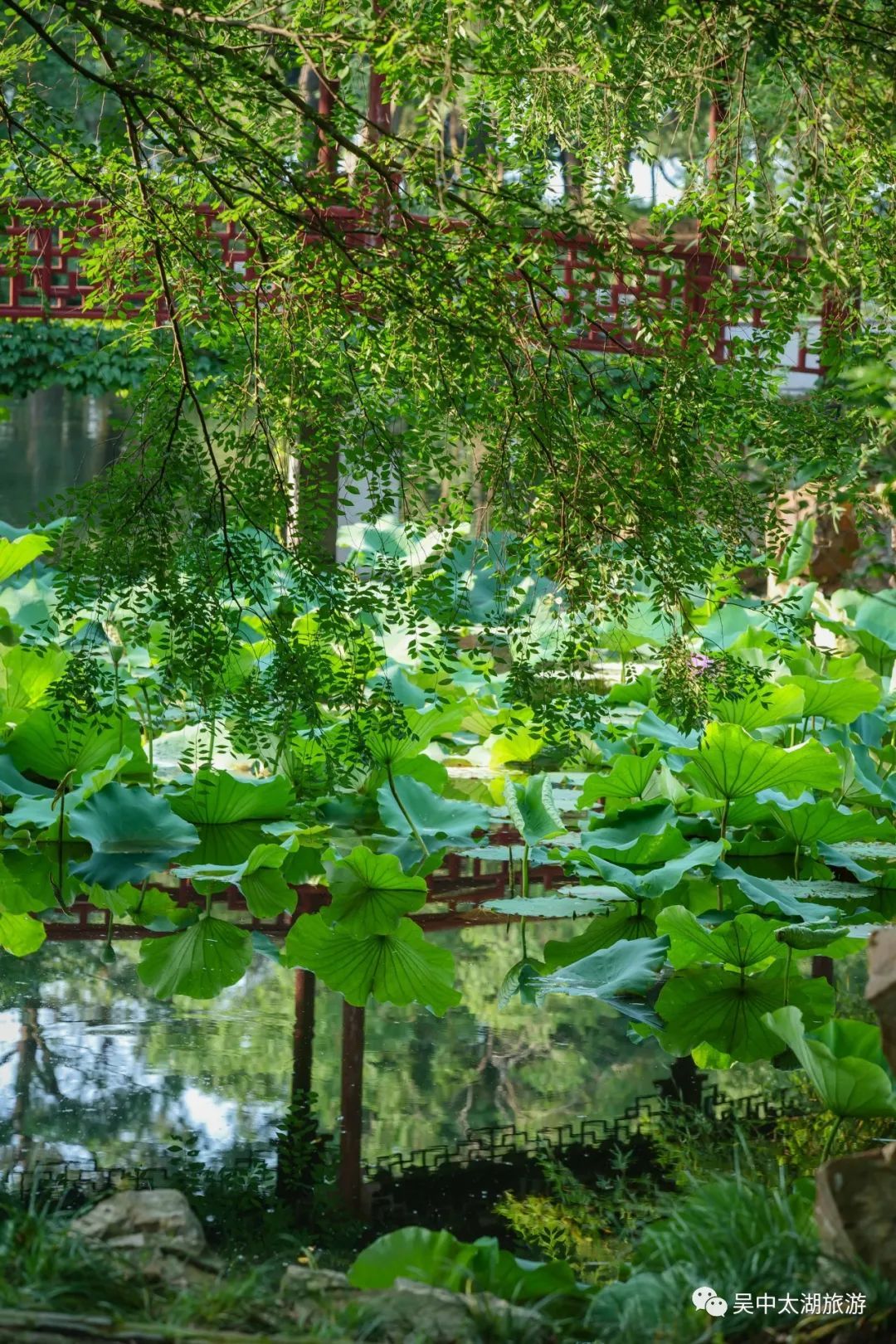 为“荷”而来，只为清凉盛夏