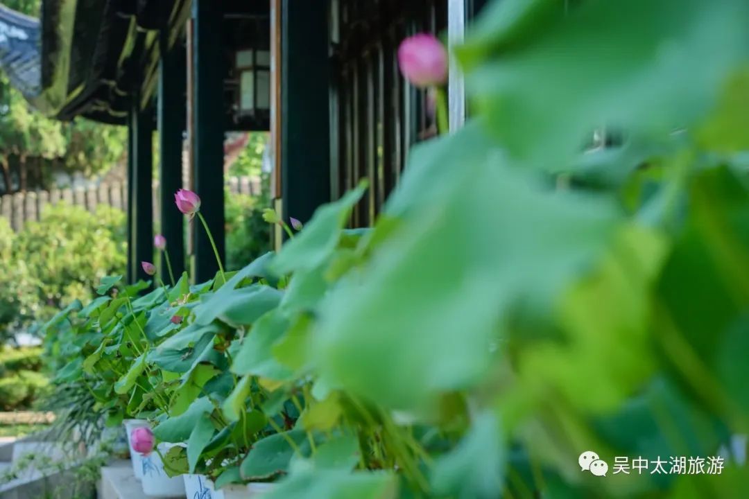 为“荷”而来，只为清凉盛夏