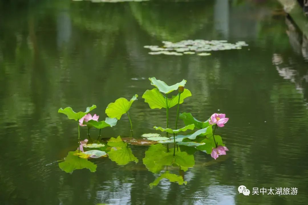为“荷”而来，只为清凉盛夏