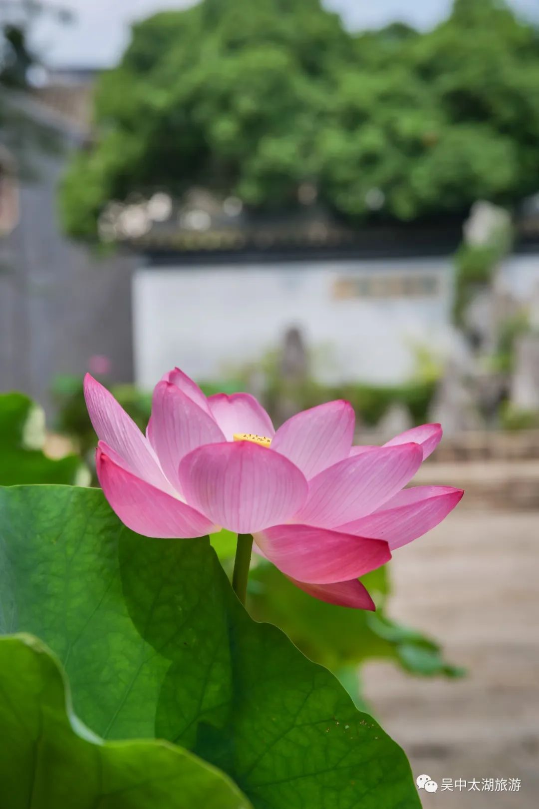 为“荷”而来，只为清凉盛夏