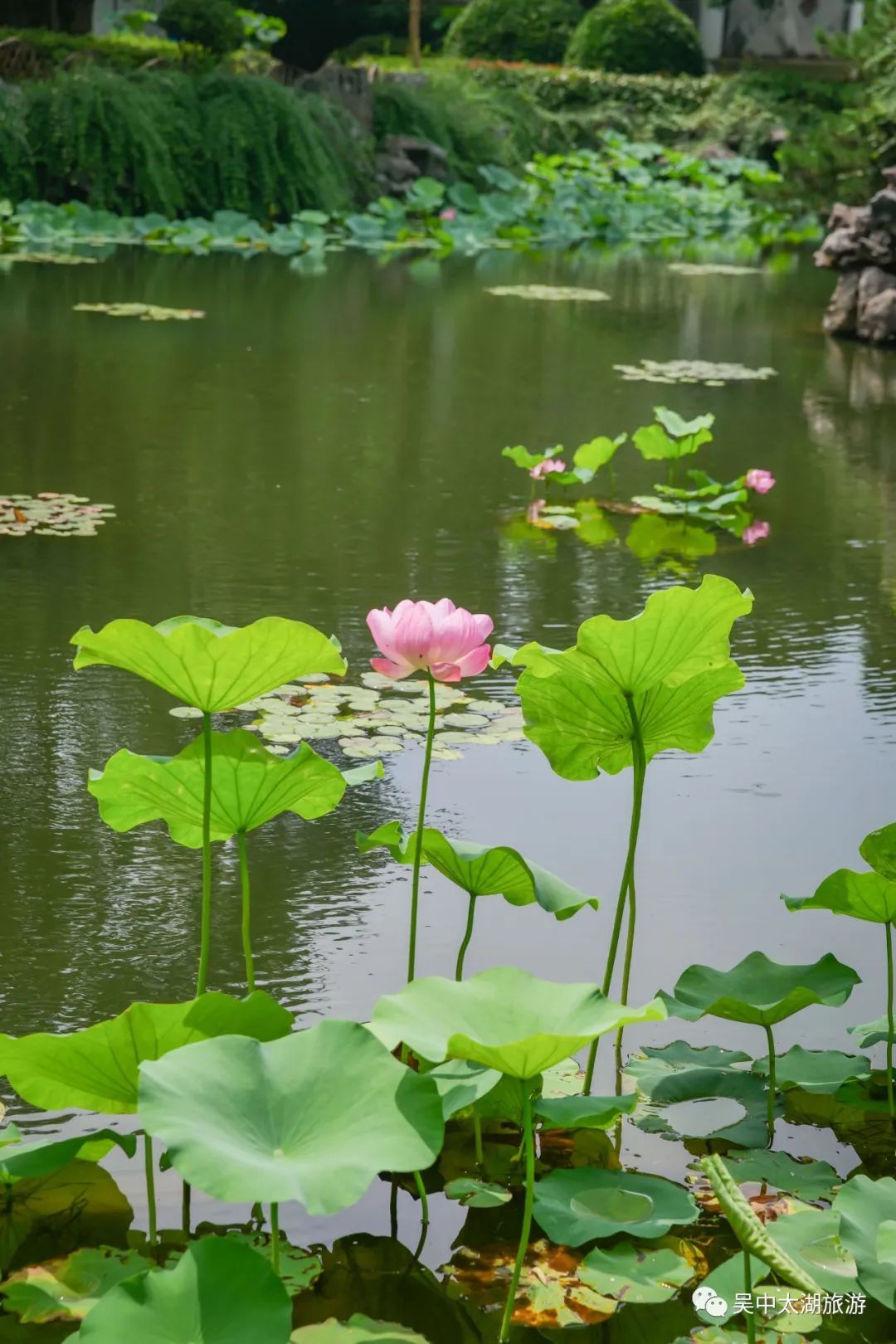 为“荷”而来，只为清凉盛夏