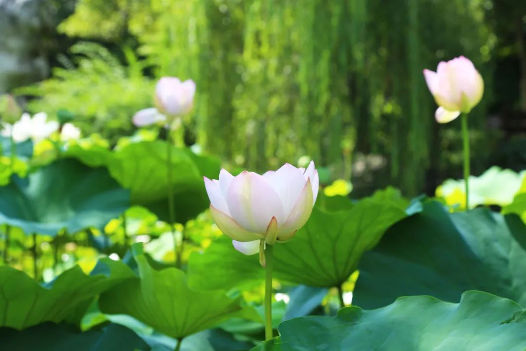 为“荷”而来，只为清凉盛夏