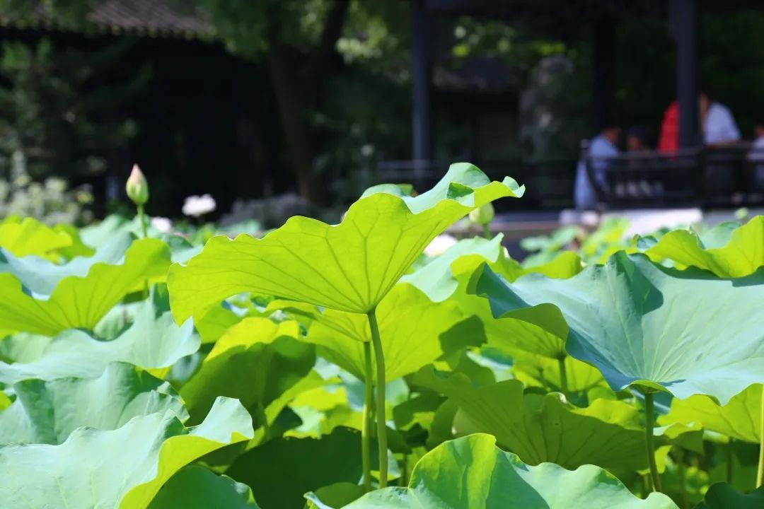为“荷”而来，只为清凉盛夏
