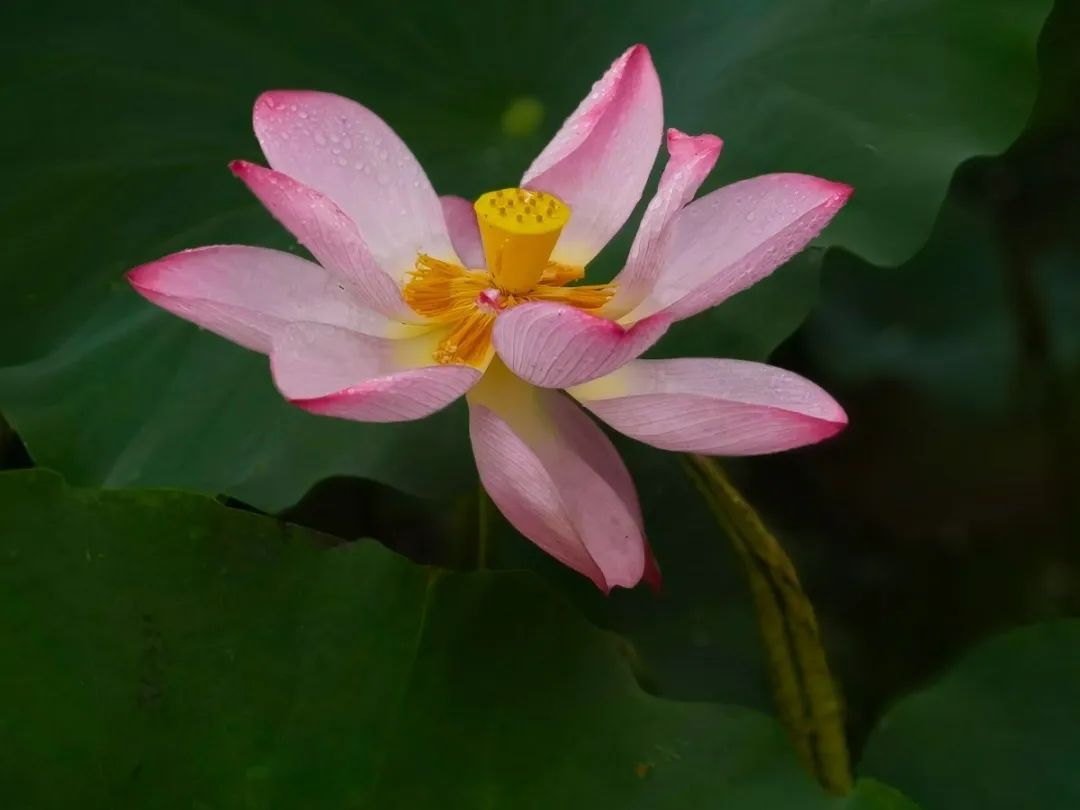为“荷”而来，只为清凉盛夏
