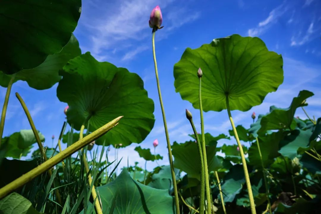 为“荷”而来，只为清凉盛夏