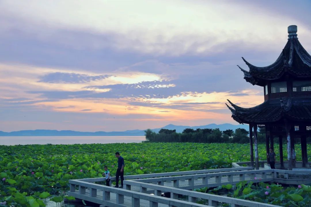 这里的荷花“拍了拍”你，清凉一夏，“荷”你有约！
