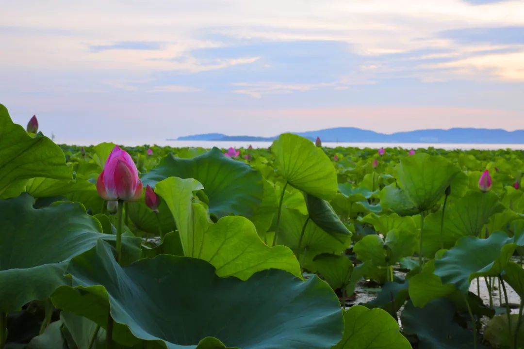 这里的荷花“拍了拍”你，清凉一夏，“荷”你有约！