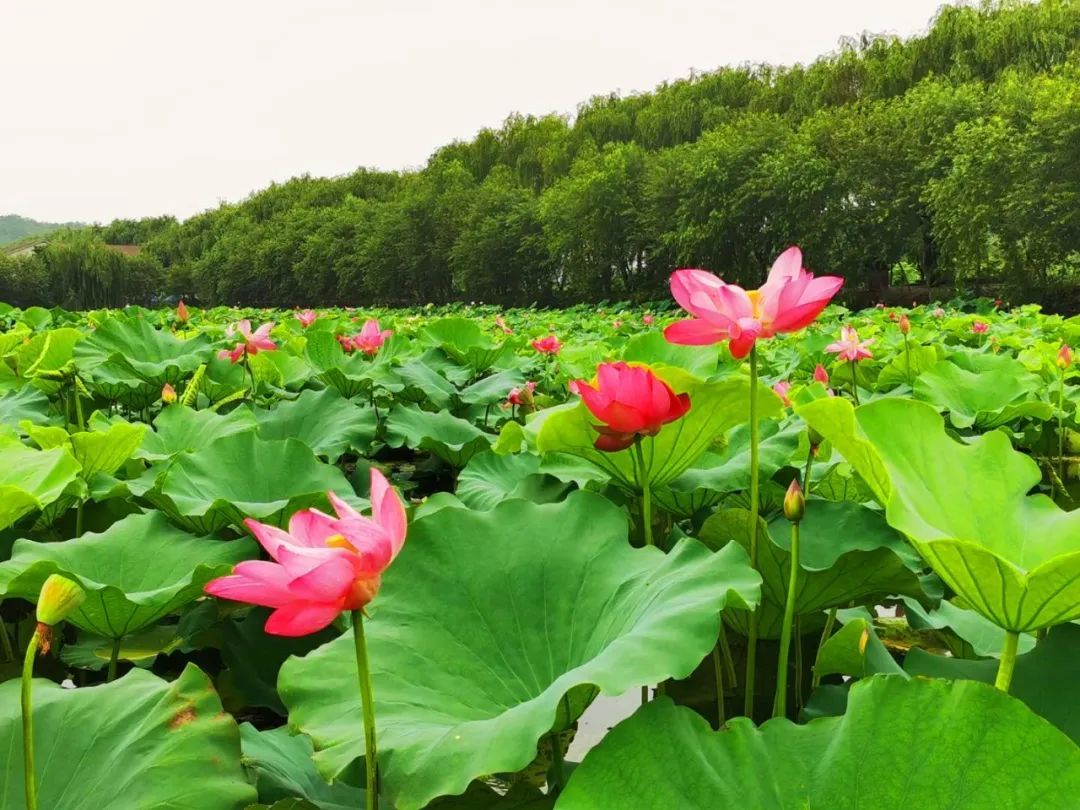 这里的荷花“拍了拍”你，清凉一夏，“荷”你有约！