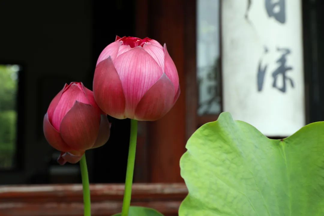 这里的荷花“拍了拍”你，清凉一夏，“荷”你有约！
