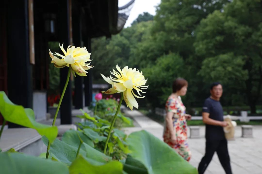 这里的荷花“拍了拍”你，清凉一夏，“荷”你有约！