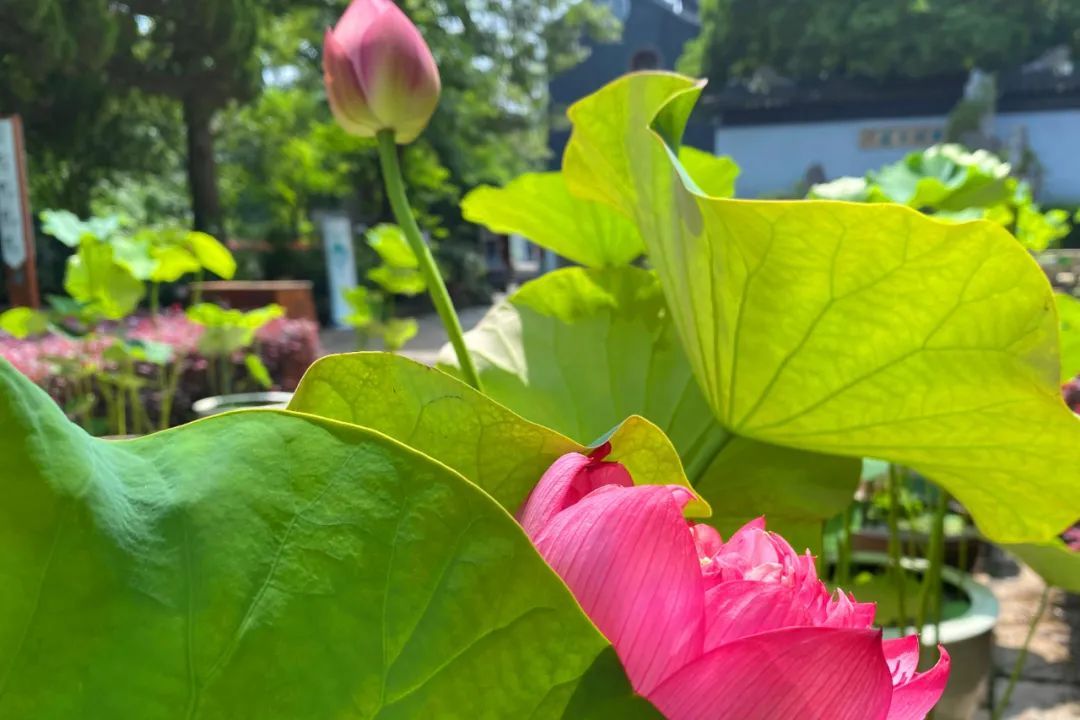 这里的荷花“拍了拍”你，清凉一夏，“荷”你有约！