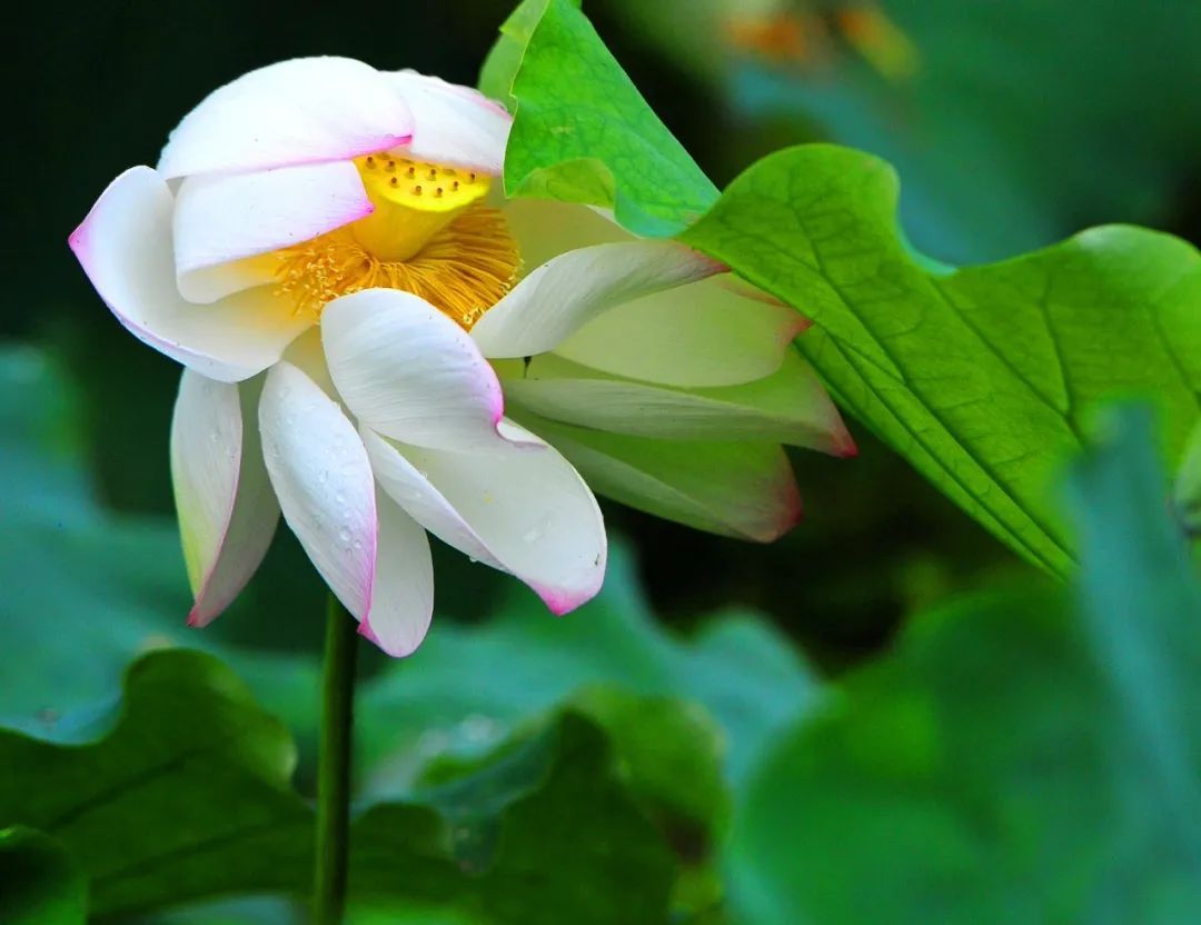 这里的荷花“拍了拍”你，清凉一夏，“荷”你有约！