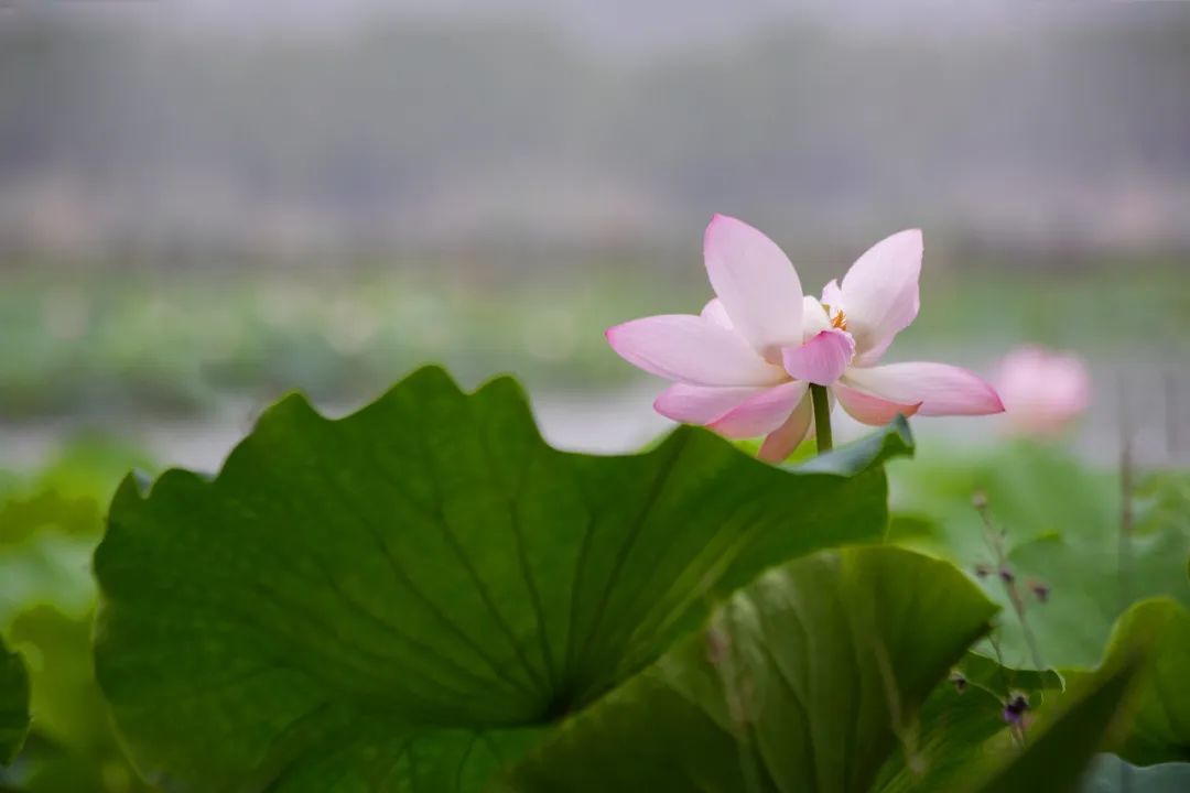这里的荷花“拍了拍”你，清凉一夏，“荷”你有约！