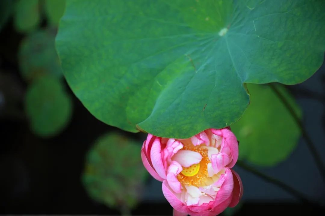 这里的荷花“拍了拍”你，清凉一夏，“荷”你有约！