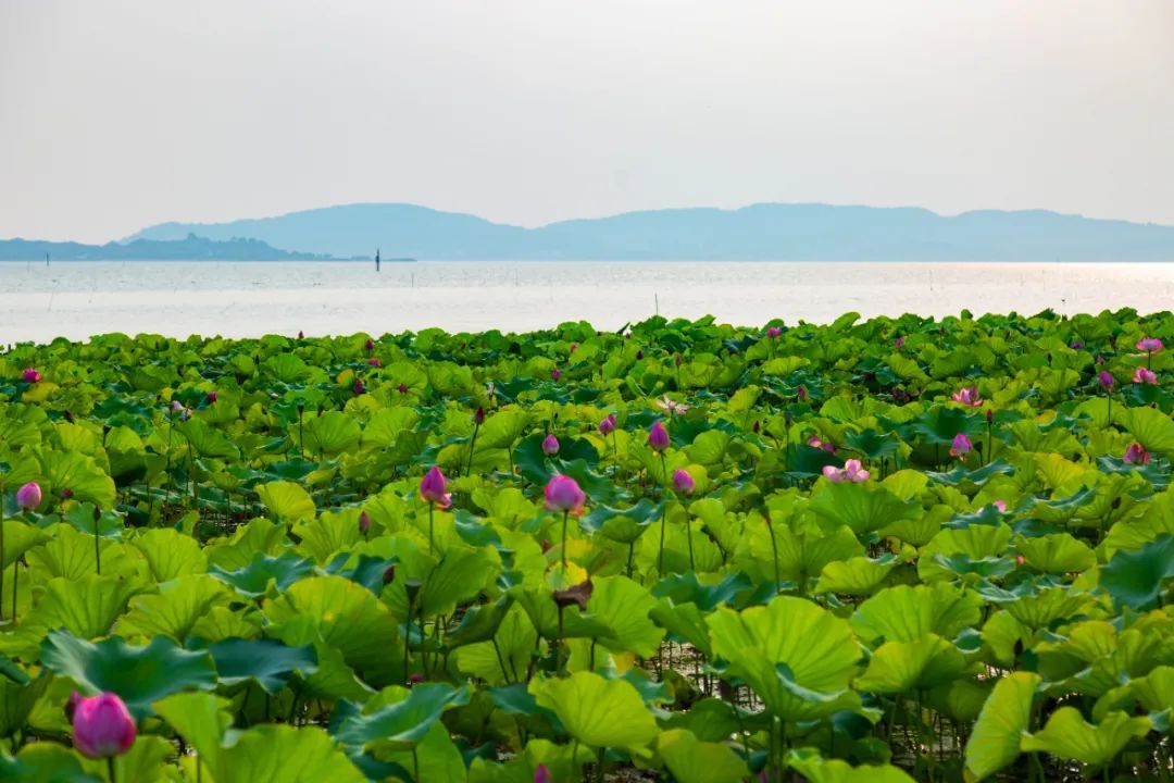 这里的荷花“拍了拍”你，清凉一夏，“荷”你有约！