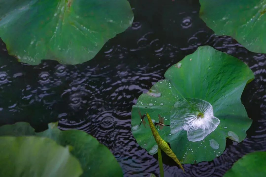 这里的荷花“拍了拍”你，清凉一夏，“荷”你有约！