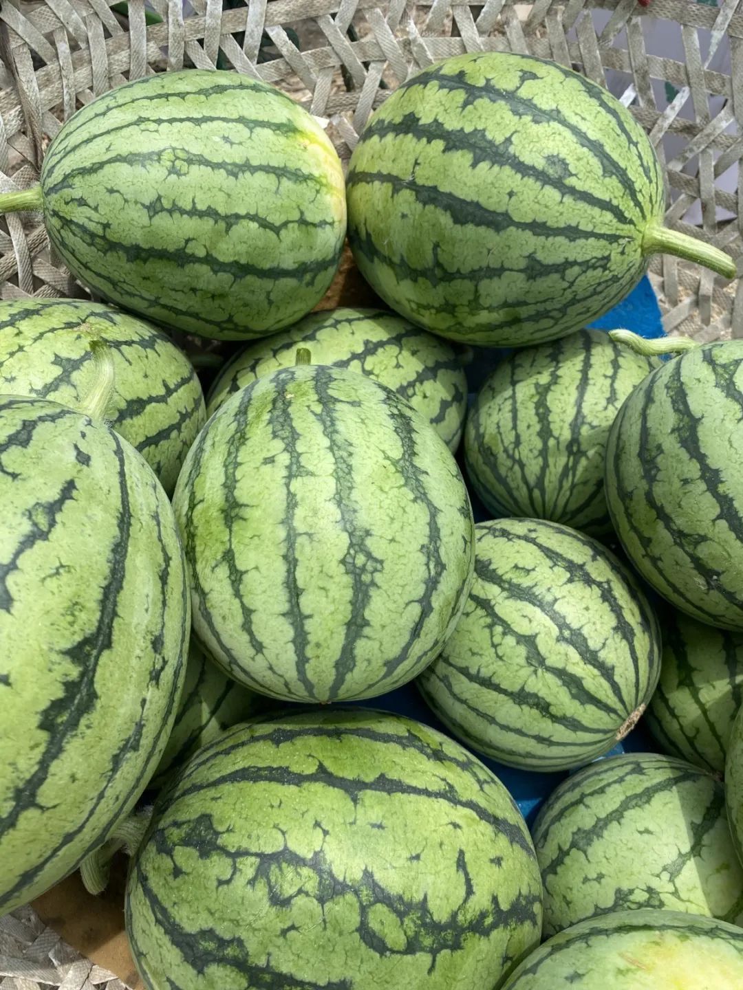 喜乐吴中丨吃一口，甜一夏！
