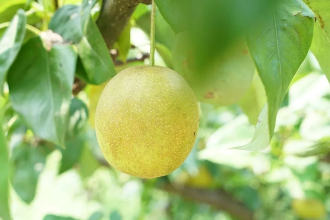 喜乐吴中丨吃一口，甜一夏！