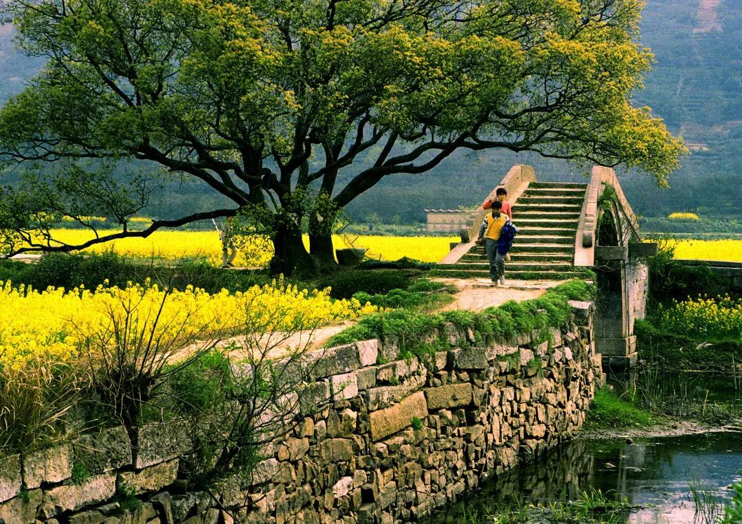 心往古村，探幽植里