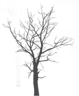心往古村，探幽植里