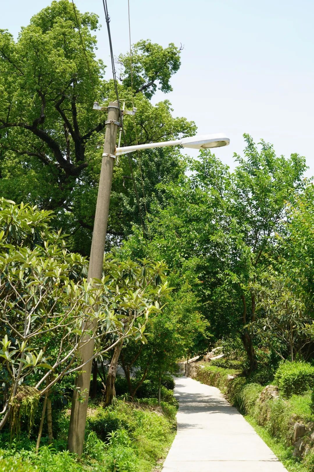 心往古村，探幽植里
