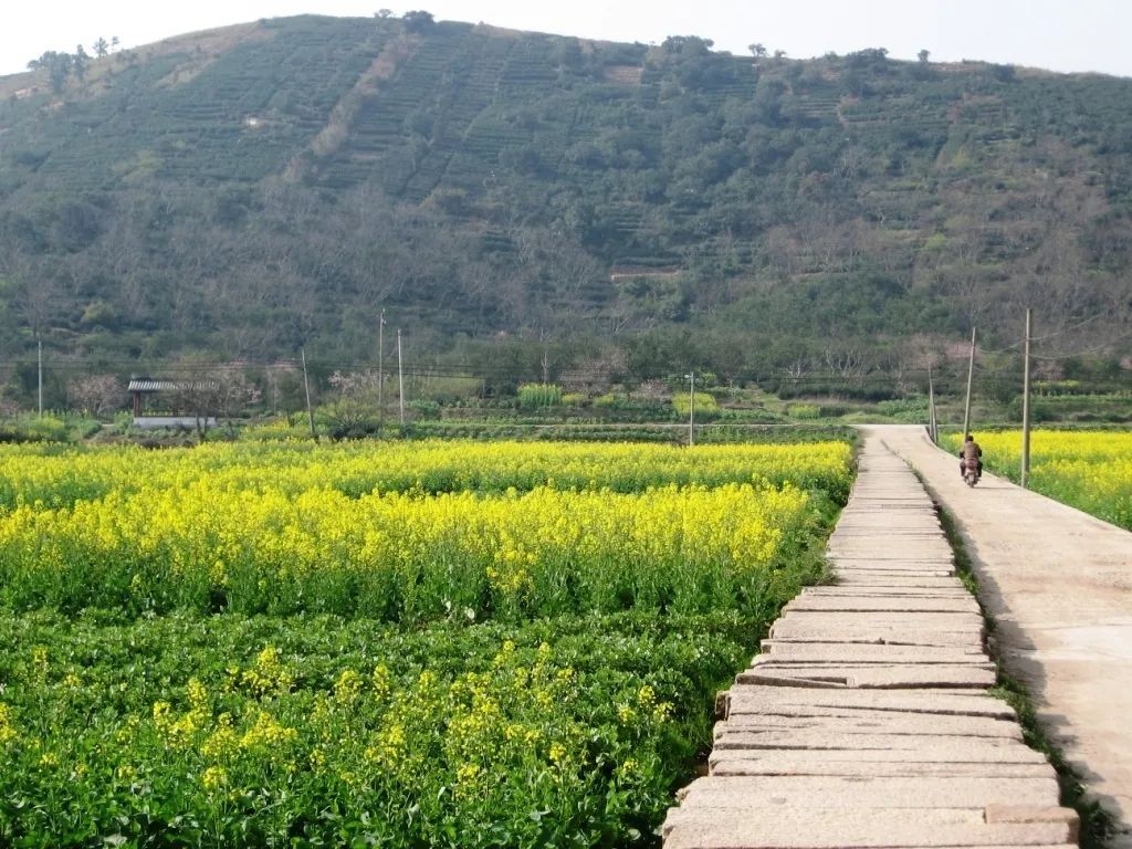 心往古村，探幽植里
