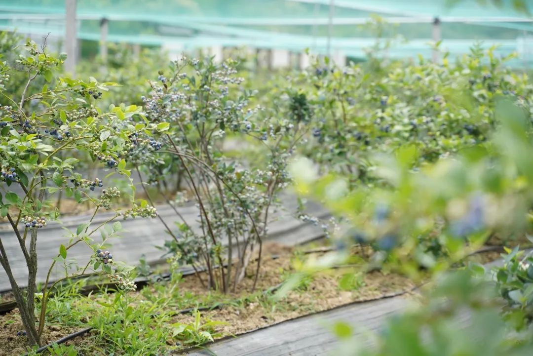 心往古村，探幽植里