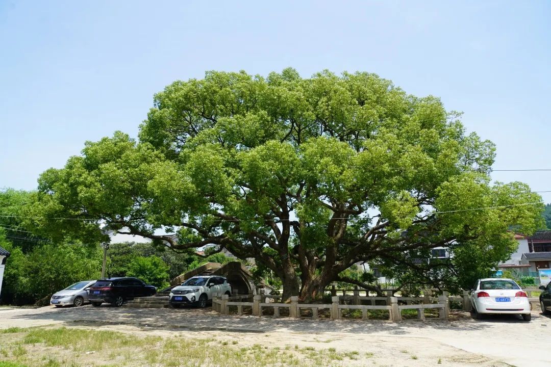 心往古村，探幽植里