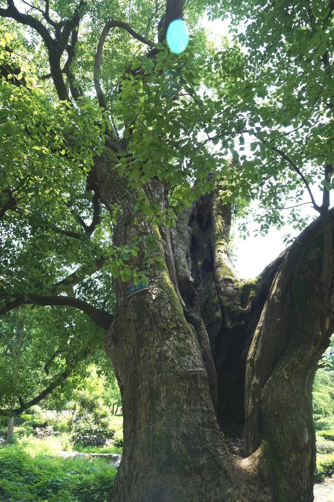 心往古村，探幽植里