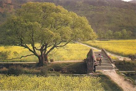 心往古村，探幽植里