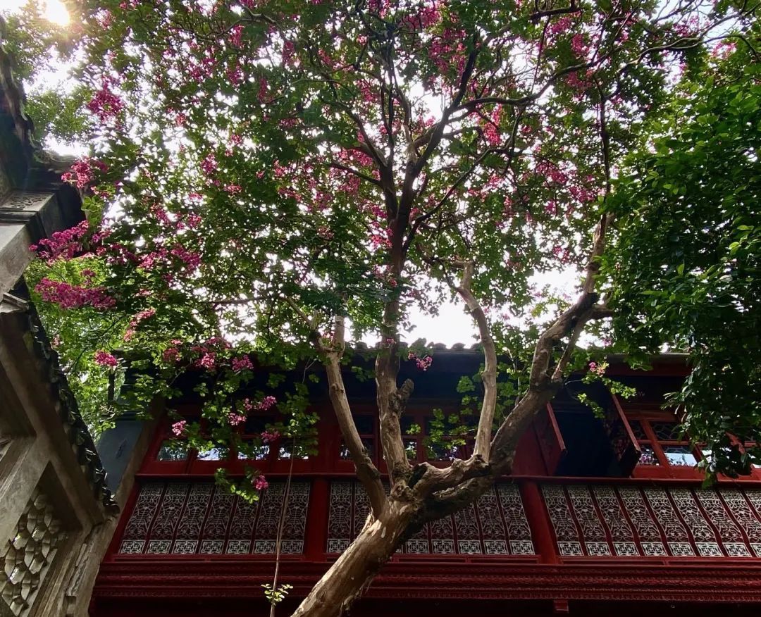 在雕花楼，赏一场“蓄谋已久”的花开