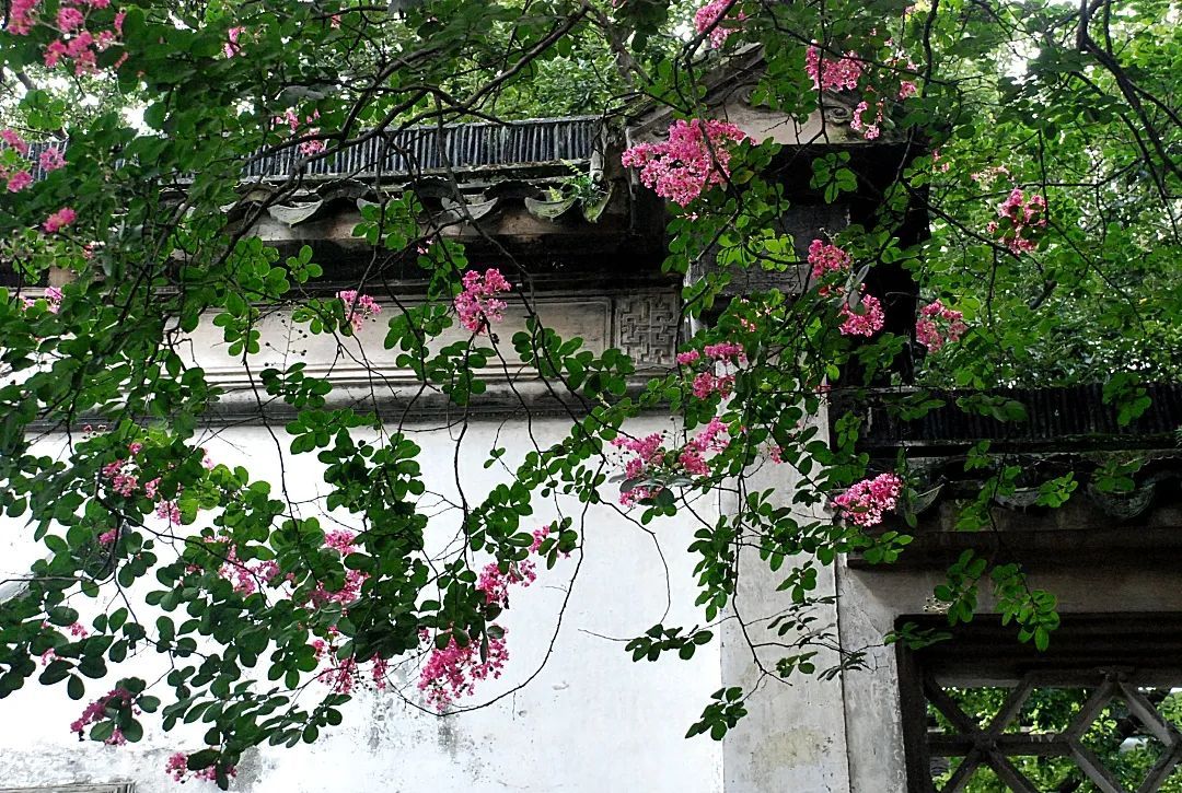 在雕花楼，赏一场“蓄谋已久”的花开