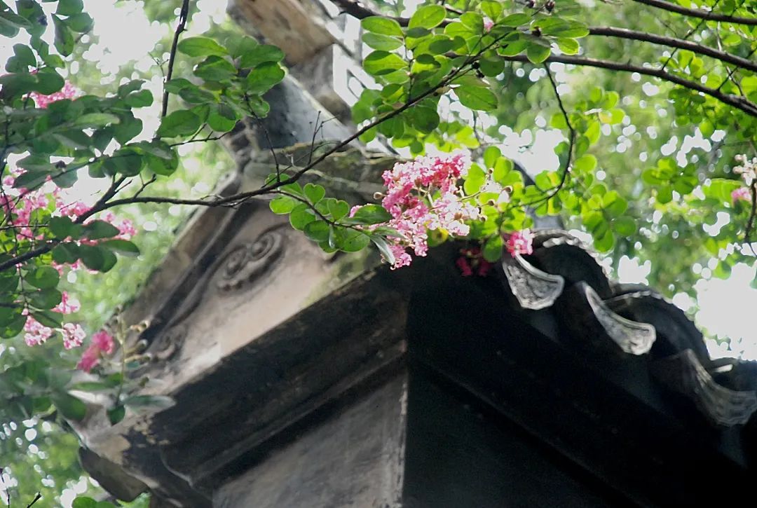 在雕花楼，赏一场“蓄谋已久”的花开