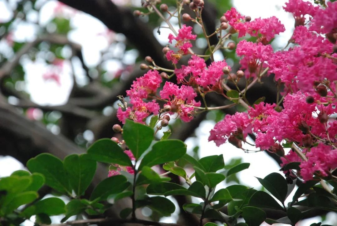 在雕花楼，赏一场“蓄谋已久”的花开