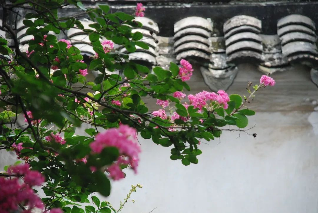 在雕花楼，赏一场“蓄谋已久”的花开