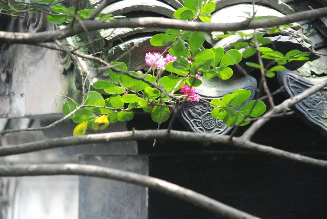 在雕花楼，赏一场“蓄谋已久”的花开