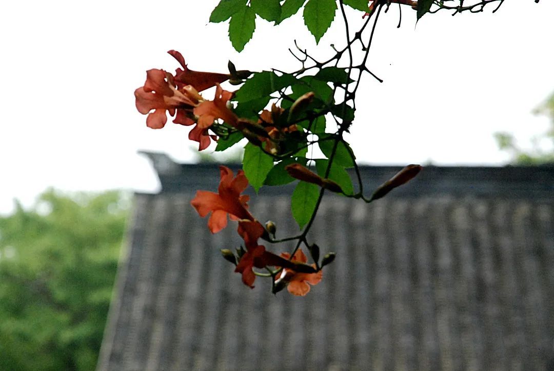 在雕花楼，赏一场“蓄谋已久”的花开
