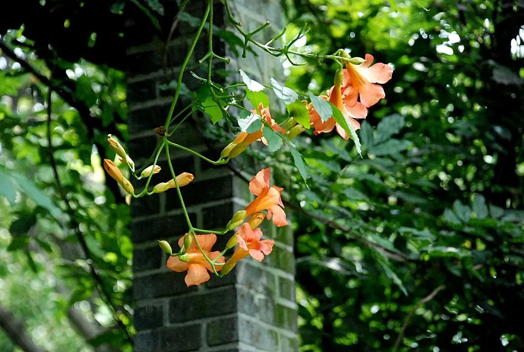 在雕花楼，赏一场“蓄谋已久”的花开