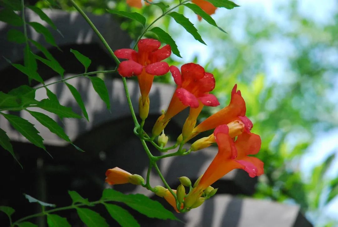 在雕花楼，赏一场“蓄谋已久”的花开
