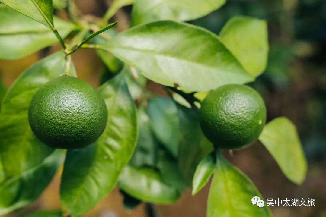 有一种夏天叫“躲”进百年村落