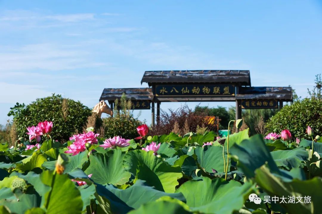 全域旅游丨夏游吴中，寻找属于你的田园生活