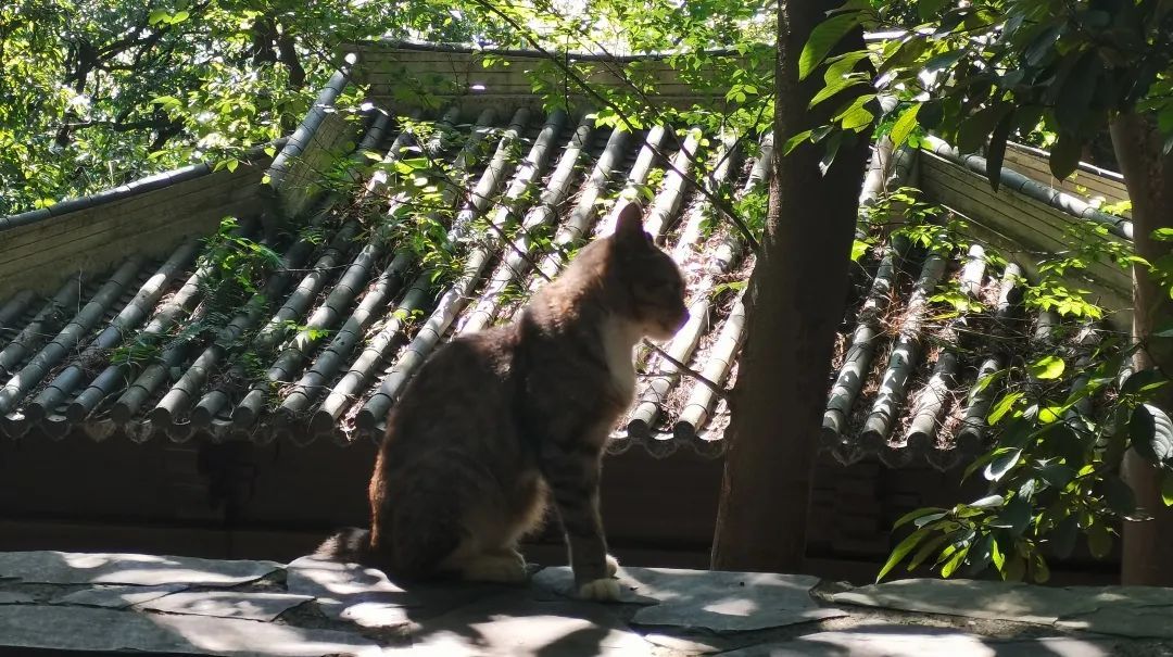 《穹窿山喵写真》 送给爱喵的你！