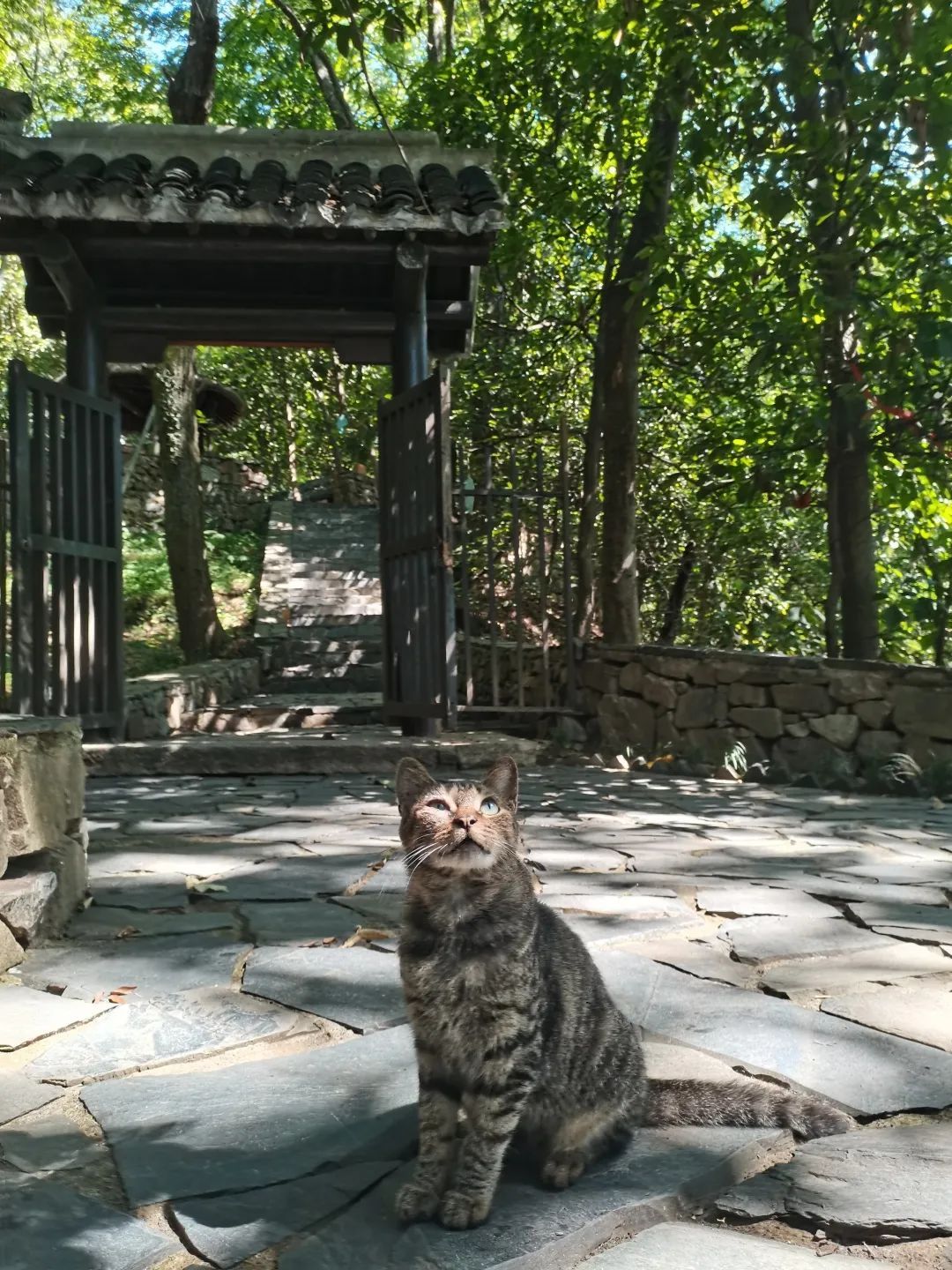 《穹窿山喵写真》 送给爱喵的你！
