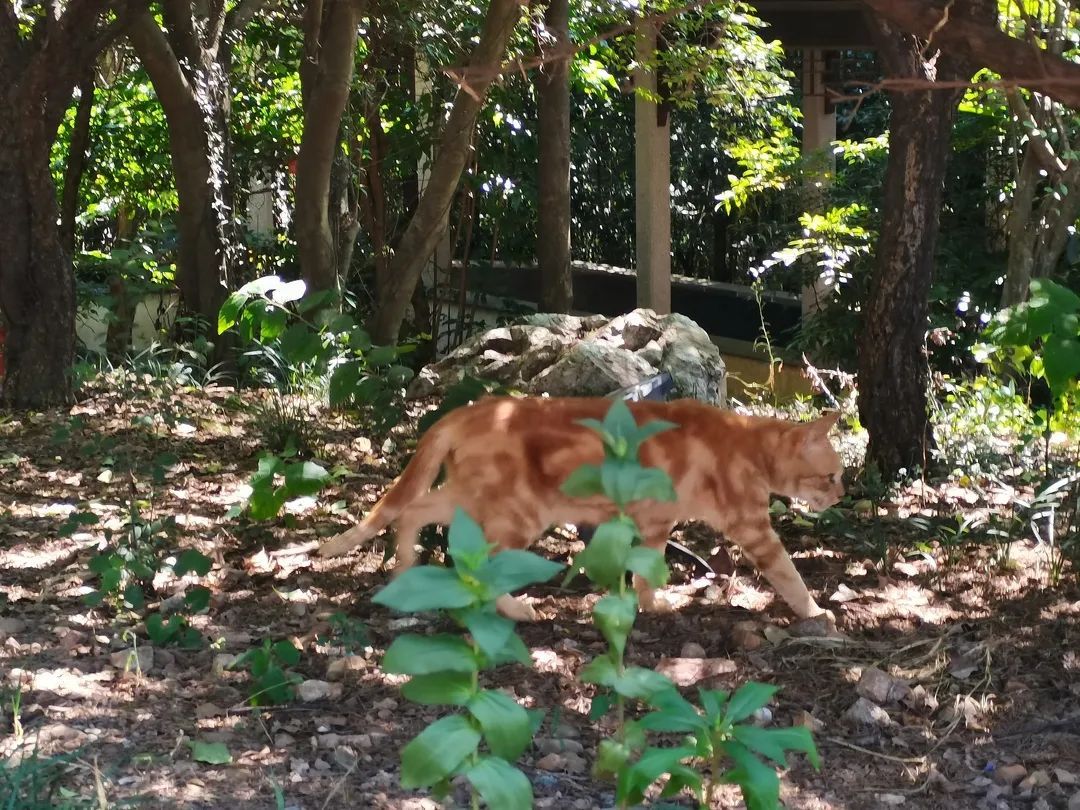 《穹窿山喵写真》 送给爱喵的你！