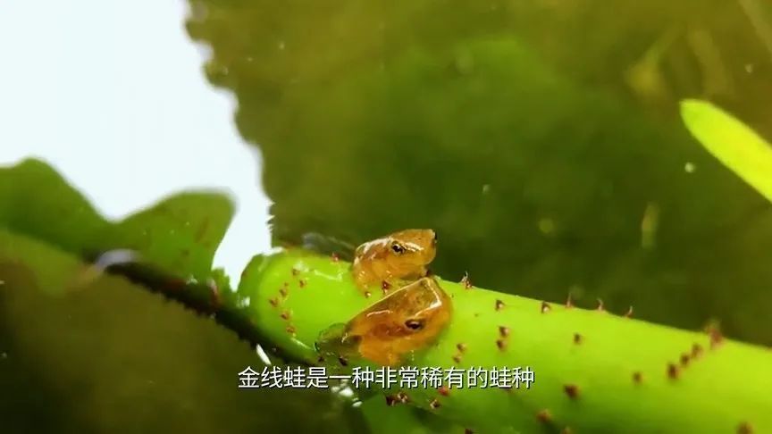 吴中“双岛”怎么玩？《游遍江苏》告诉你！
